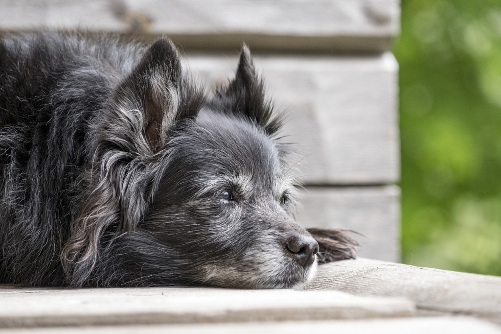 I treated my dog better: Suicidal Ideation in Hospice Care